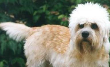 世界上跑得最快的狗排行榜 靈緹平均時速達60公里 是徑賽場冠軍