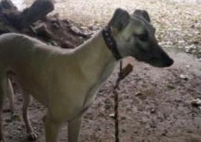 世界上跑得最快的狗排行榜 靈緹平均時速達60公里 是徑賽場冠軍