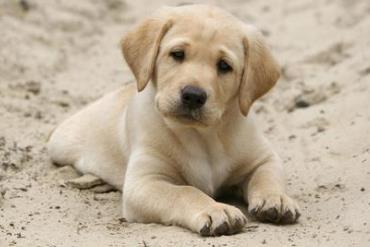 世界上跑得最快的狗排行榜 靈緹平均時速達60公里 是徑賽場冠軍