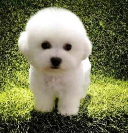 世界上最可愛的犬類排行榜 斗牛犬是犬科犬屬的動物