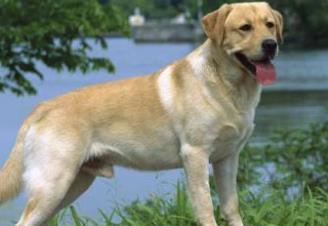 世界上最可愛的犬類排行榜 斗牛犬是犬科犬屬的動物