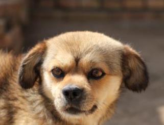 什么寵物狗最好養(yǎng) 中華田園犬性格溫柔 是看家護(hù)院能手