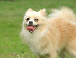 什么寵物狗最好養(yǎng) 中華田園犬性格溫柔 是看家護(hù)院能手