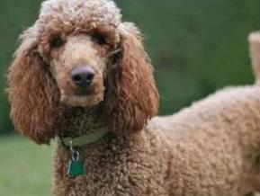 什么寵物狗最好養(yǎng) 中華田園犬性格溫柔 是看家護(hù)院能手