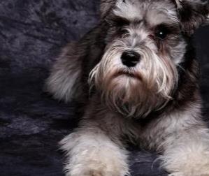 什么寵物狗最好養(yǎng) 中華田園犬性格溫柔 是看家護(hù)院能手