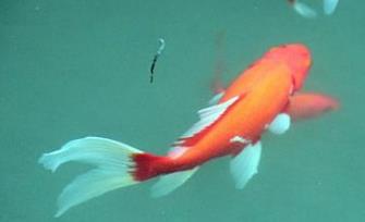 寵物壽命排行榜 錦鯉壽命極長 平均約為70歲