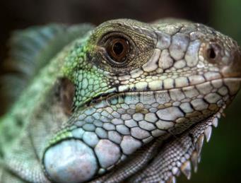 寵物壽命排行榜 錦鯉壽命極長 平均約為70歲