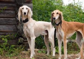 世界上跑得最快的狗排行榜 靈緹的平均時速達60公里