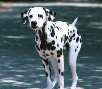 世界上跑得最快的狗排行榜 靈緹的平均時速達60公里