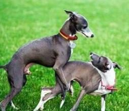 世界上跑得最快的狗排行榜 靈緹的平均時速達60公里