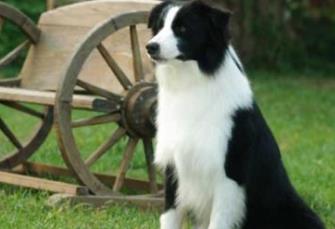 狗的智商排名大全 邊境牧羊犬比較聰明善于察言觀色