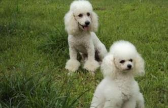 狗的智商排名大全 邊境牧羊犬比較聰明善于察言觀色