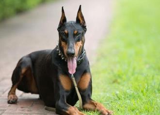 狗的智商排名大全 邊境牧羊犬比較聰明善于察言觀色