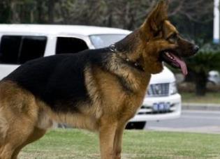 狗的智商排名大全 邊境牧羊犬比較聰明善于察言觀色