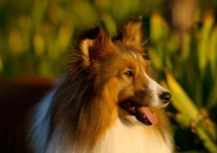 狗的智商排名大全 邊境牧羊犬比較聰明善于察言觀色