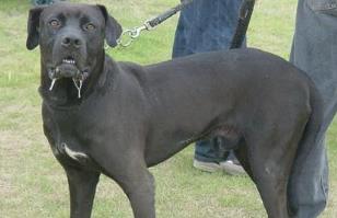 狗的智商排名大全 邊境牧羊犬比較聰明善于察言觀色