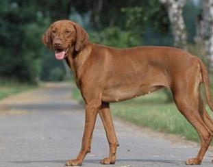 世界上跑得最快的狗排行榜 靈緹的平均時速達60公里