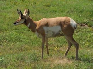 世界上跑得最快的狗排行榜 靈緹的平均時速達60公里