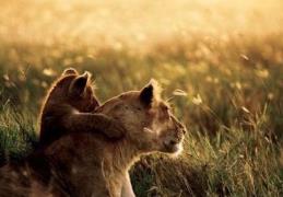 盤點適合孩子古典音樂 勃拉姆斯搖藍曲使人也變得純真而愉悅