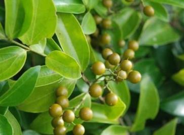 中國最毒的毒藥排行榜 番木鱉就是馬錢子