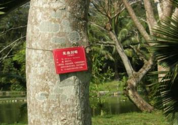 中國最毒的毒藥排行榜 番木鱉就是馬錢子