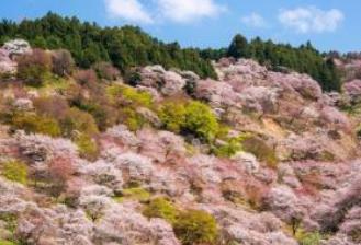 日本十大不可錯過的賞櫻名所 東京上野恩賜公園藝術氣息濃郁