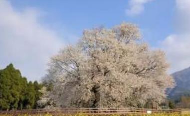 日本十大不可錯過的賞櫻名所 東京上野恩賜公園藝術氣息濃郁