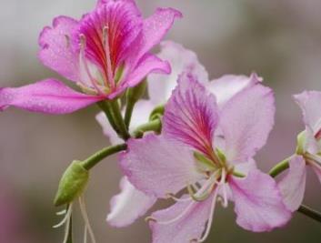 水性漆十大品牌排行榜推薦 Dulux多樂士產品行銷全球100個國家