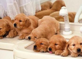 寵物店十大品牌排名 大嘴狗寵物店成立于2009年專注寵物醫療服務