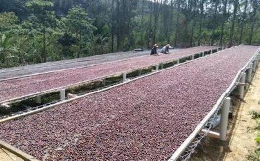 世界十大最貴的咖啡排名 麝香貓屎咖啡每磅160美元