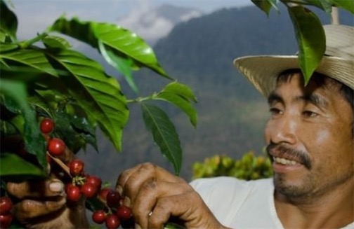 世界十大最貴的咖啡排名 麝香貓屎咖啡每磅160美元