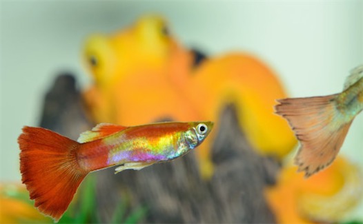 世界上最漂亮的十種魚排名 五彩博魚美若仙子