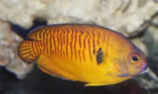 世界上最漂亮的十種魚排名 五彩博魚美若仙子