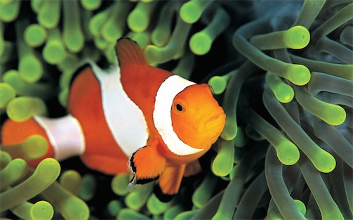 世界上最漂亮的十種魚排名 五彩博魚美若仙子