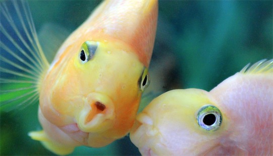 世界上最漂亮的十種魚排名 五彩博魚美若仙子