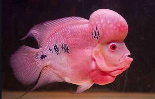 世界上最漂亮的十種魚排名 五彩博魚美若仙子