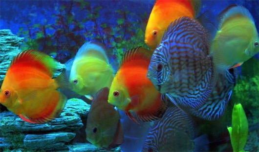 世界上最漂亮的十種魚排名 五彩博魚美若仙子