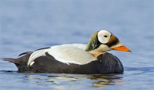 世界上十大最美的鴨子排名 鴛鴦只能排倒數第四