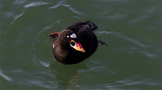 世界上十大最美的鴨子排名 鴛鴦只能排倒數第四