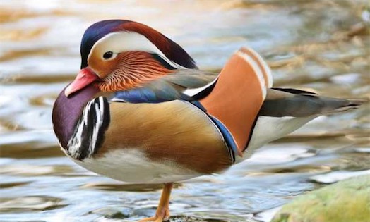 世界上十大最美的鴨子排名 鴛鴦只能排倒數第四