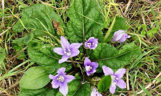 古代十大止痛方法排名 排名第一的居然是罌粟