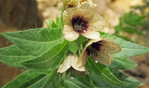 古代十大止痛方法排名 排名第一的居然是罌粟