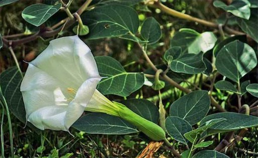 古代十大止痛方法排名 排名第一的居然是罌粟