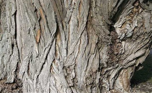 古代十大止痛方法排名 排名第一的居然是罌粟