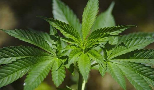 古代十大止痛方法排名 排名第一的居然是罌粟