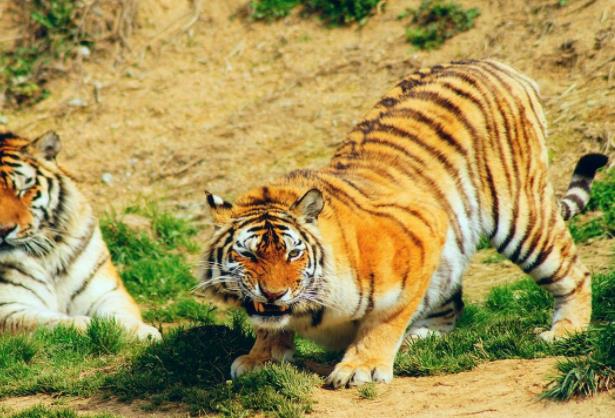 ����Ұ�������������᣿��ʲô���c��