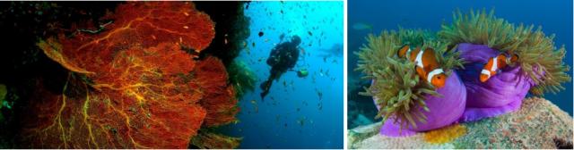 潛水季重返馬來西亞月之影度假村 潛水季重返馬來西亞月之影度假村