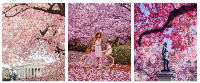 華盛頓特區國家櫻花節將于2024年3月23日至26日將達到盛花期 華盛頓特區國家櫻花節將于2024年3月23日至26日將達到盛花期