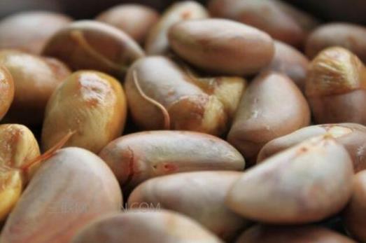 菠蘿蜜的營養(yǎng)價(jià)值 菠蘿蜜圖片 菠蘿蜜的核怎么吃