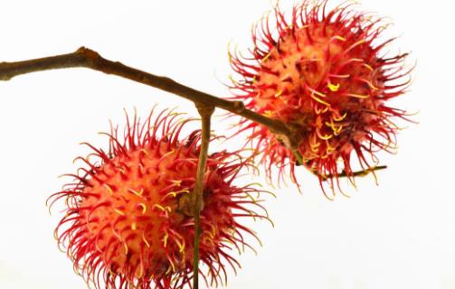 紅毛丹好吃嗎?紅毛丹不能和什么一起吃 紅毛丹的營養